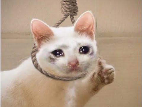 crying cat meme